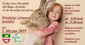 Prodejní výstava králíků  1
