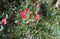 Otevření zámeckých skleníků 1